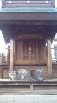 mottirinekoneko