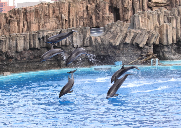 名古屋港水族館 イルカショー 何げない絵日記