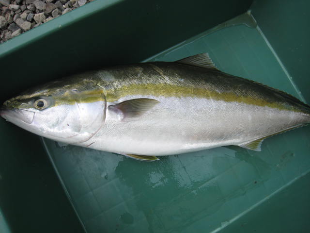 出世魚 うまめの木の独り言