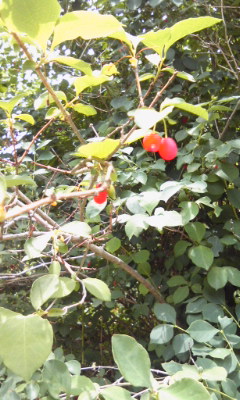 山の遊歩道で見つけた甘くて赤い実のなる木を挿し木してみた 挿し木 始めました