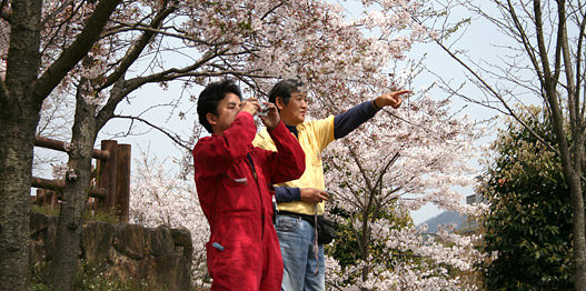 沼隈・桜の季節の天神山公園にて
