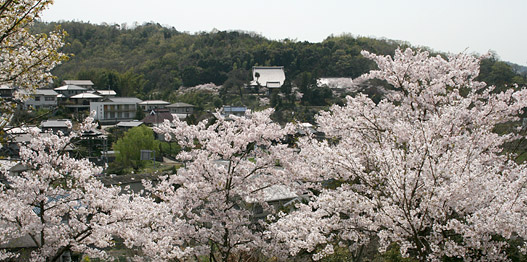 沼隈・桜の季節の天神山公園にて