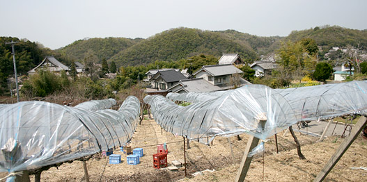 沼隈・田中商店のぶどう