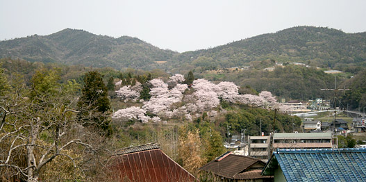 沼隈・田中商店のぶどう
