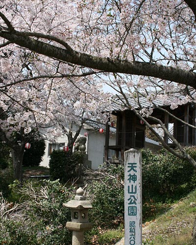 沼隈・桜の季節の天神山公園にて