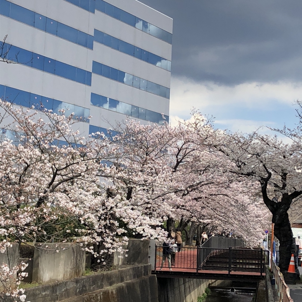 早くから楽しめる 玉縄桜 もある大船は 実は桜の穴場スポットなのである ロビンフット靴店のブログ