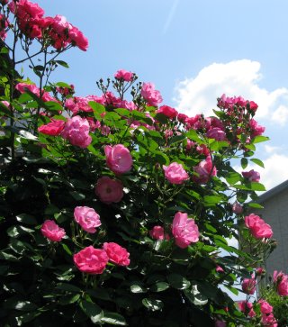 IMG_2872.jpg