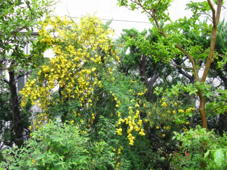 成長早いエニシダ 今の庭から はな Ikebana And Flower