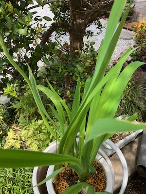 はな Ikebana and Flower