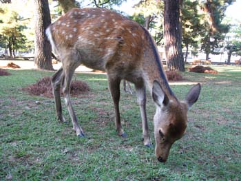 奈良公園の鹿たち