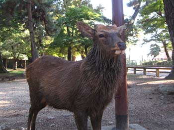 奈良公園の鹿たち