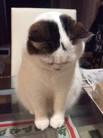 我が家の猫Uno