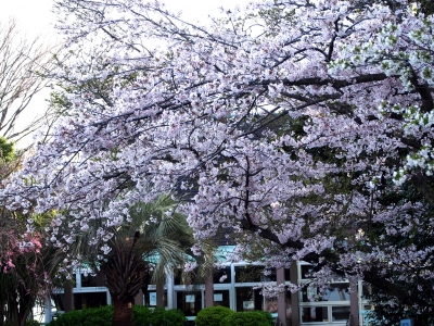 sakura