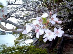 桜に結んだ