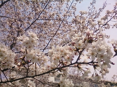 DSC_5236.jpg