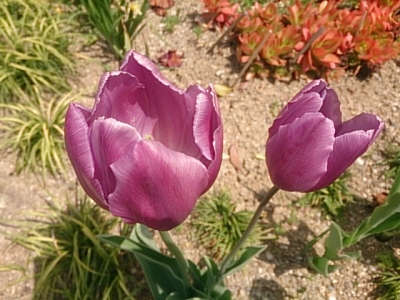 DSC_5355.jpg