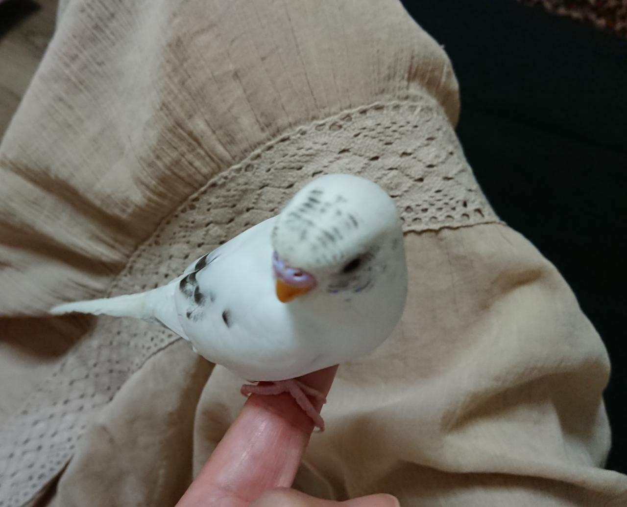 rps20180828_232818.jpg