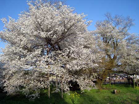 一心行の大桜 トップ
