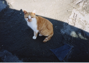 野良猫