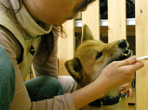 犬
