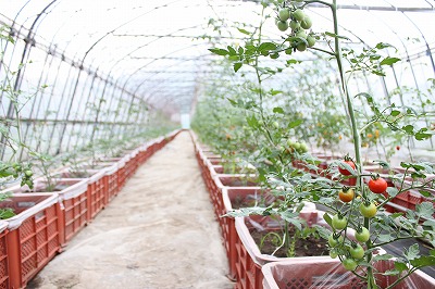 あま いミニトマト ふじむら農園ブログ お客様とつながる農業を目指して