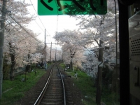 桜のトンネル4