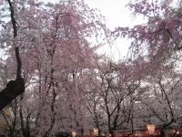平野神社1