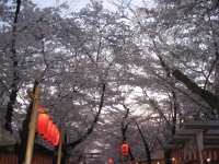 平野神社2