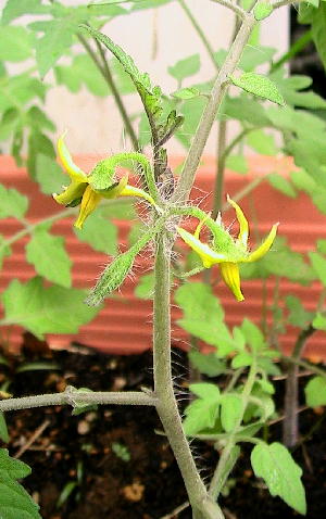 プチトマトの花が咲いた ほったらかしガーデニング