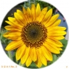 2012ひまわりNo.3