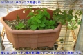 2014/2/1、簡易ビニールハウスで冬越し中のサフィニア