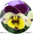 開花5号 なんと耳紫×黄色 かわい〜