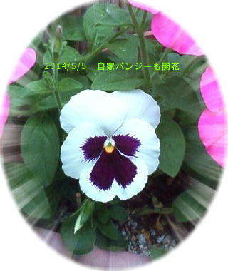 2014/5/5、自家採種パンジー開花 サフィニアのプランターにこっそり寄せ植えw