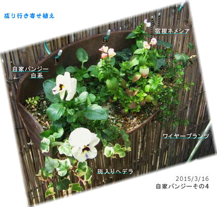 2015/3/16、成り行き寄せ植え ビオラの宿根と思いきや・・・白いよ?