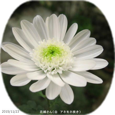 2015/11/23、アネモネ咲き 白 (勝手に命名『花嫁さん』)