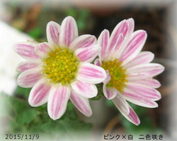 2015/11/9、ピンク×白 二色咲き菊