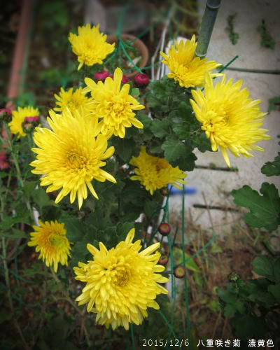 2015/12/6、八重菊 濃黄色