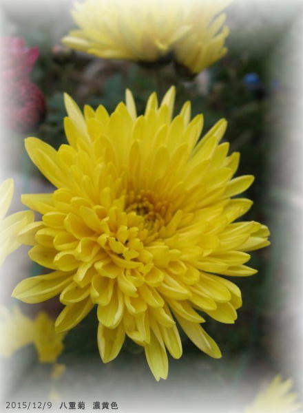 2015/12/9、八重菊 濃黄色