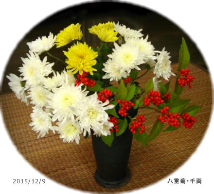 2015/12/9、八重菊・千両