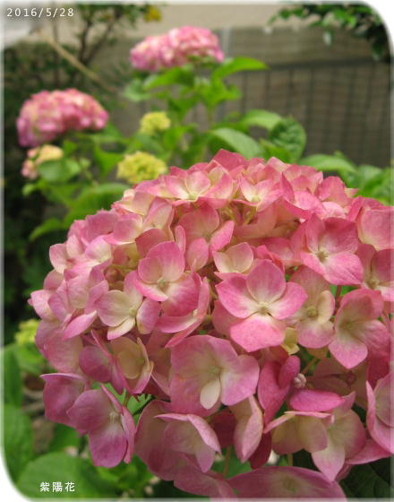 2016/5/28、紫陽花 ピンク系