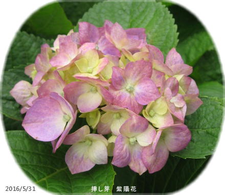 2016/5/31、紫陽花 挿し芽から初開花