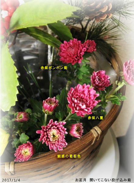 2017/1/4、開いてこない冬菊たち お正月用投げ込み