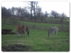 Eland & Chapmans Zebra