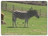 Chapmans Zebra