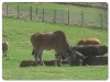 Eland