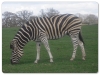 Chapmans Zebra