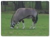 Oryx