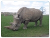 White Rhino