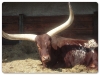 Buffalo