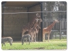 Giraffe & Chapmans Zebra